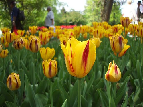 tulipa_washington.jpg